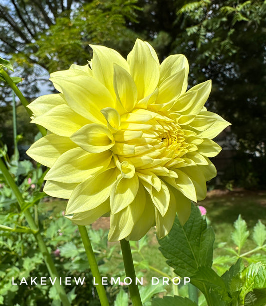 Lakeview Lemon Drop