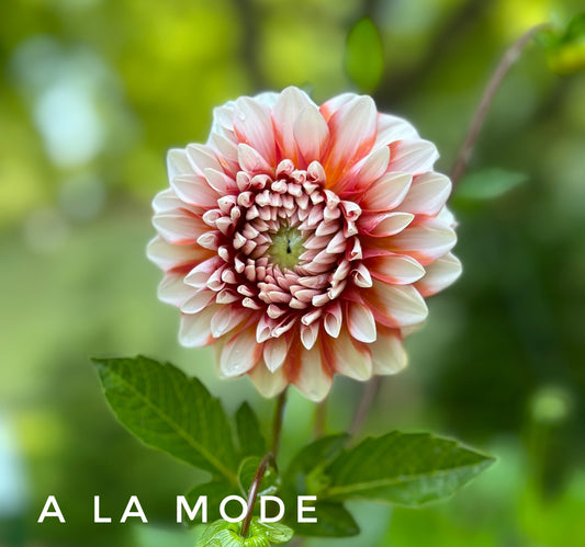 A La Mode