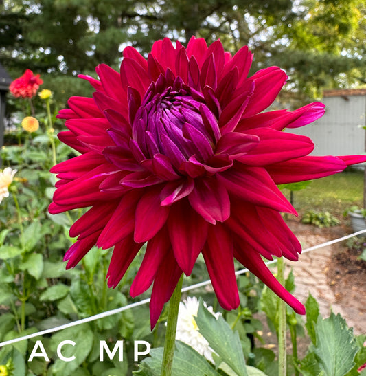 AC MP