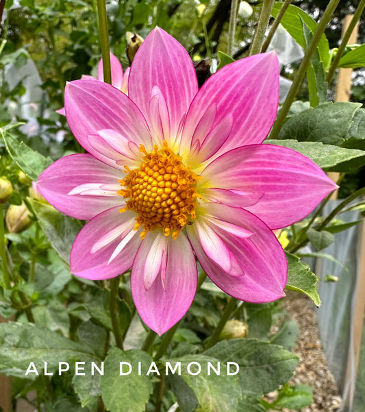 Alpen Diamond
