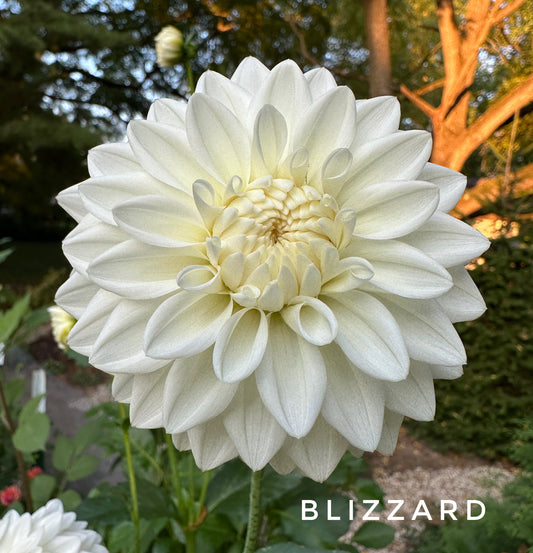 Blizzard (5 pack)