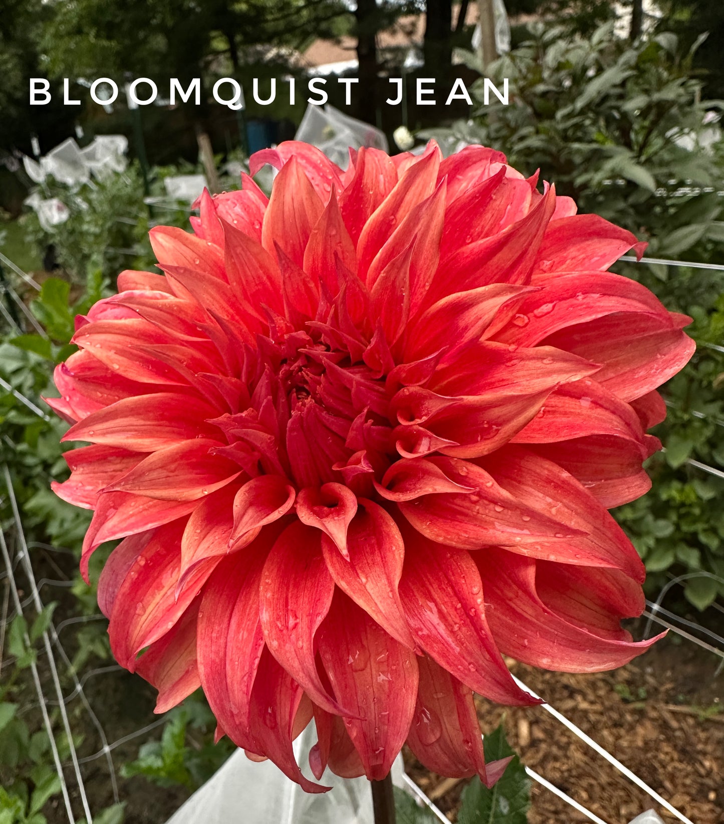 Bloomquist Jean