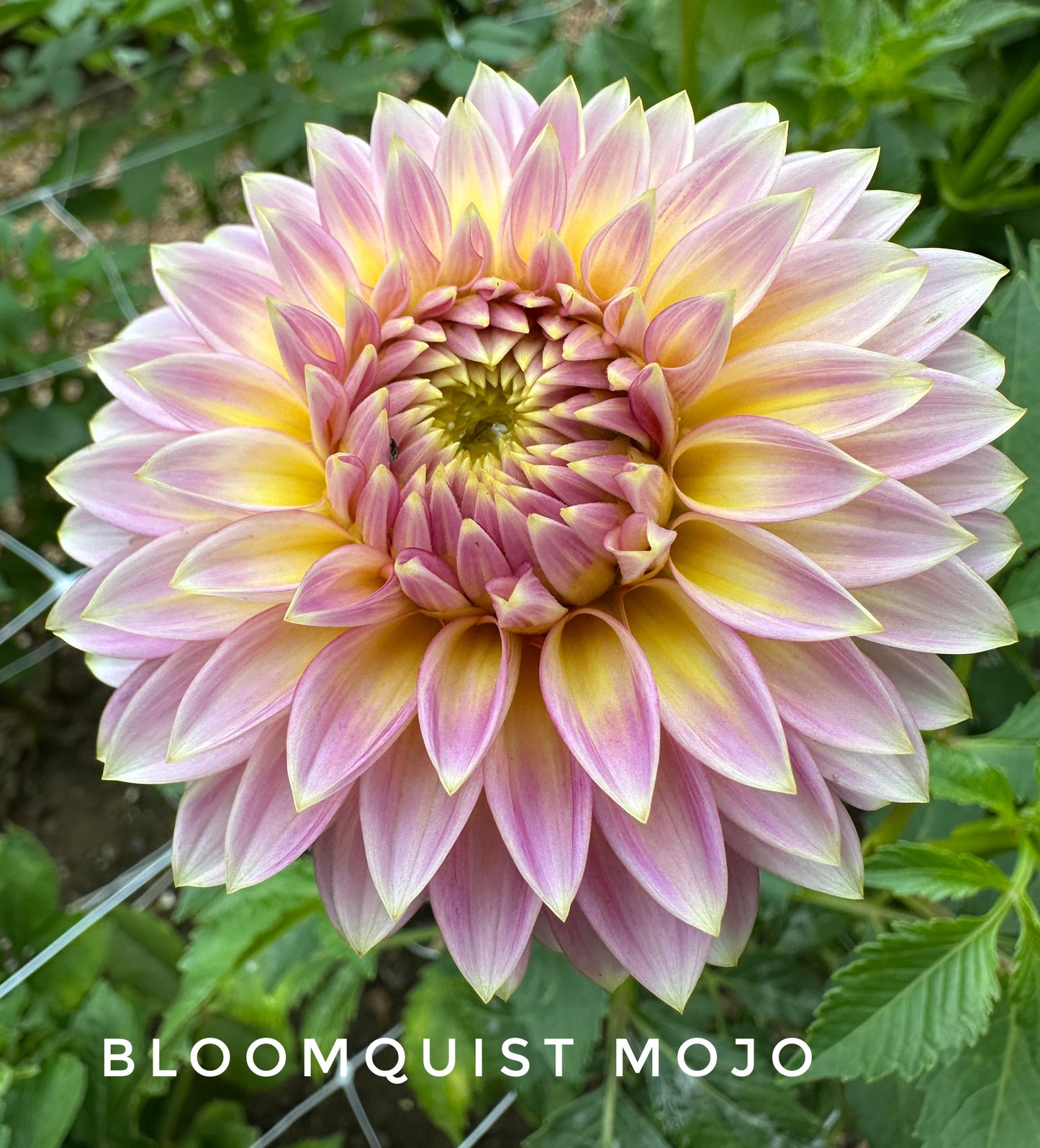 Bloomquist Mojo