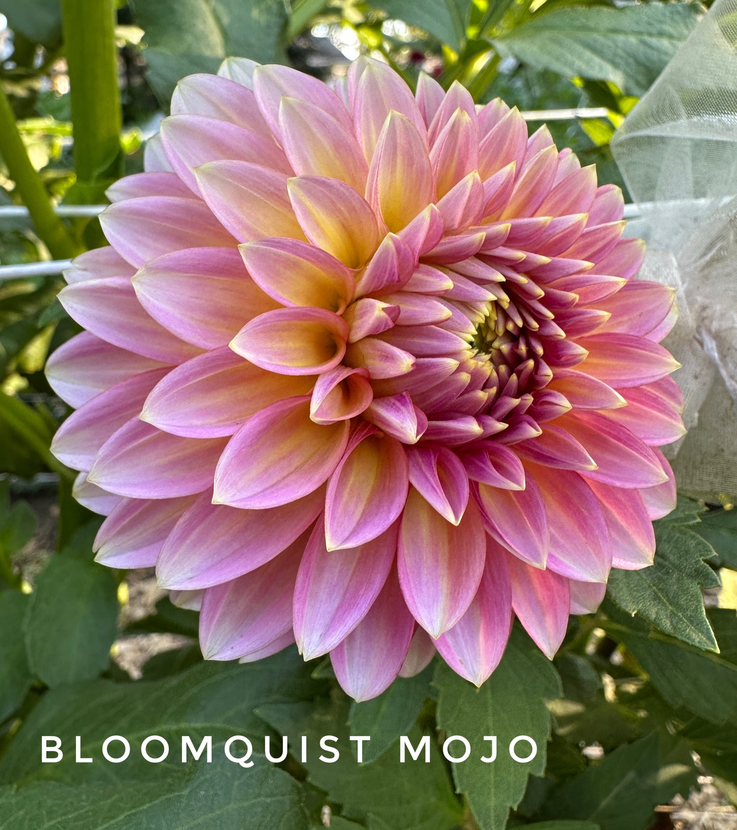 Bloomquist Mojo