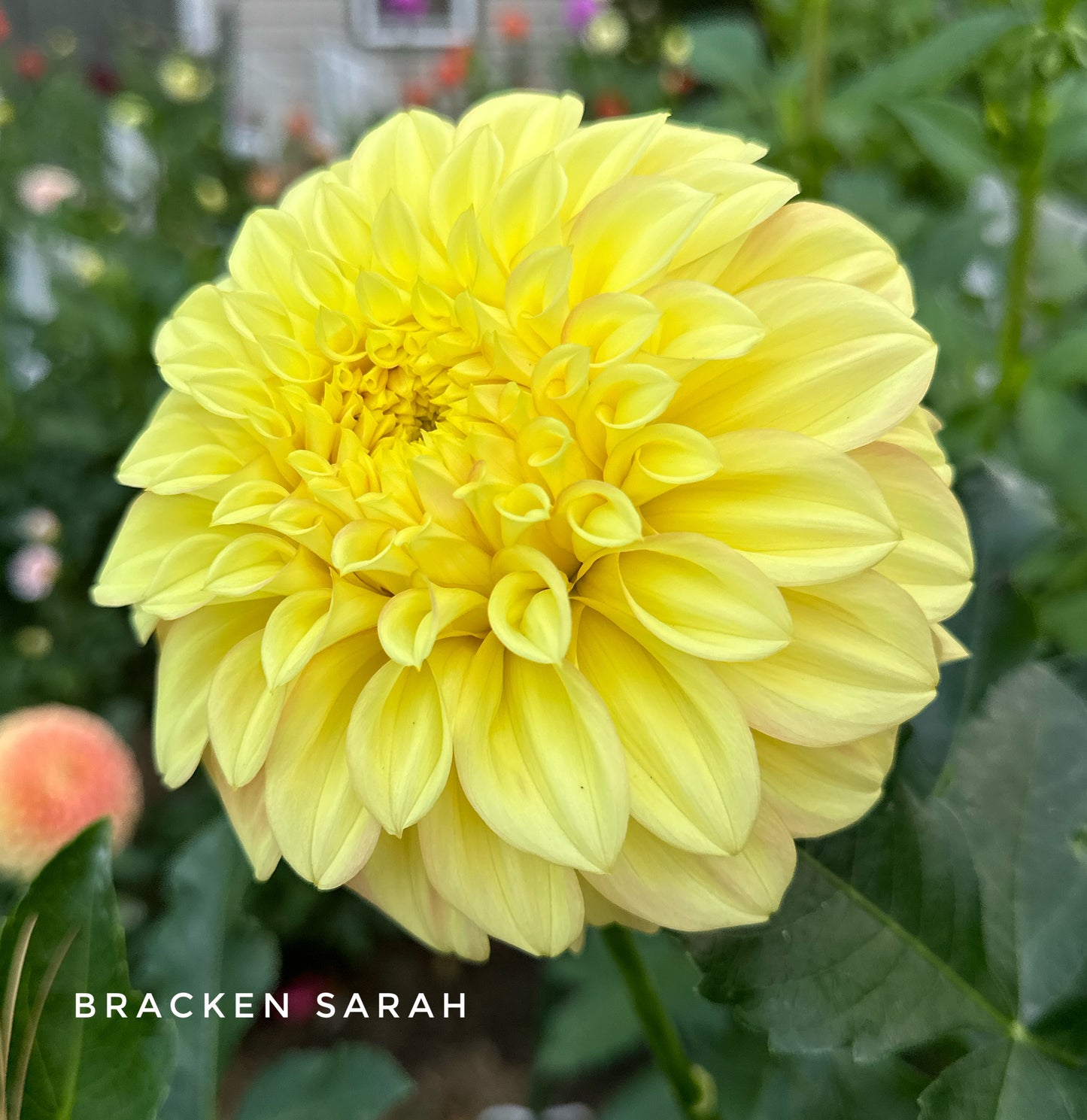 Bracken Sarah
