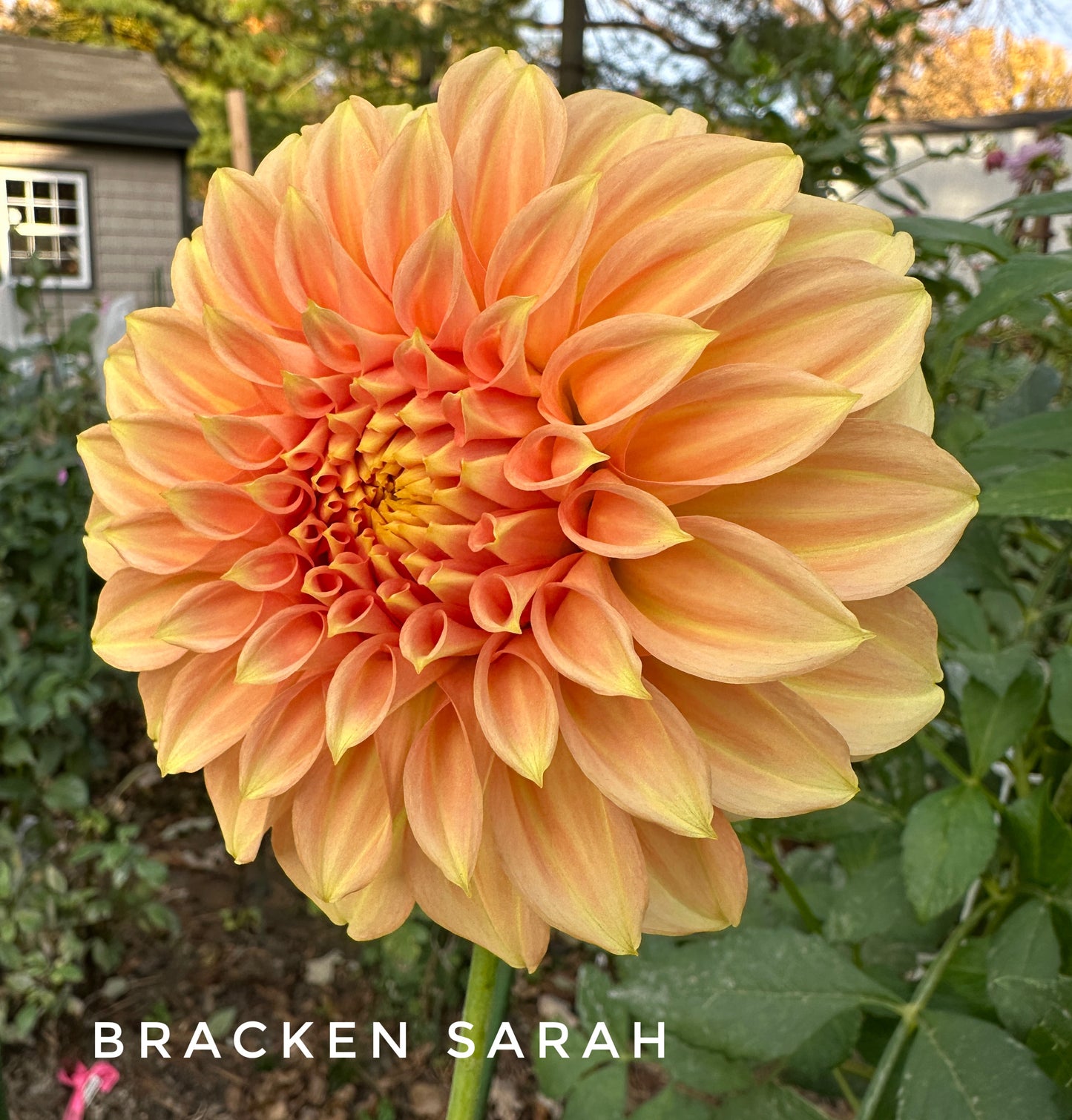 Bracken Sarah