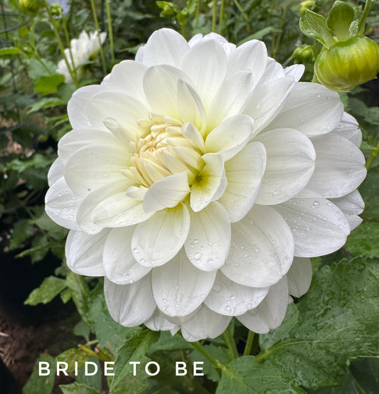 Bride to Be