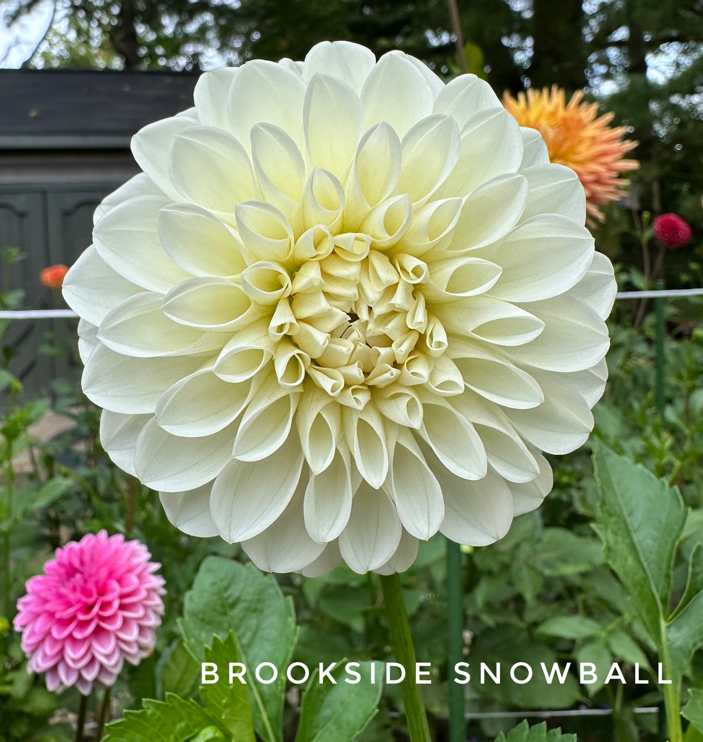 Brookside Snowball