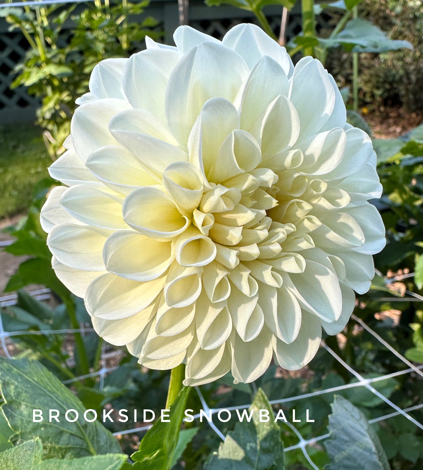 Brookside Snowball