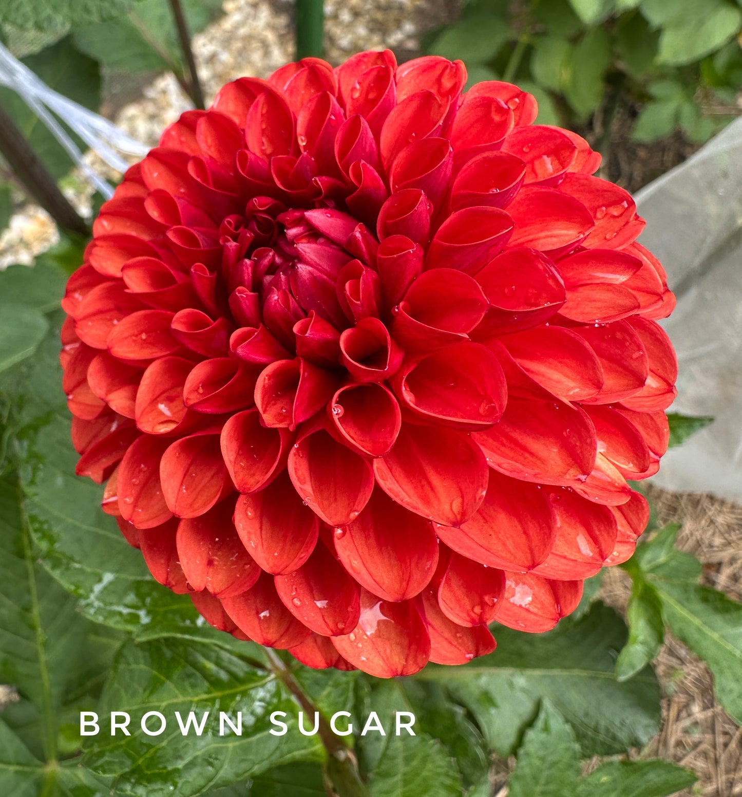 Brown Sugar