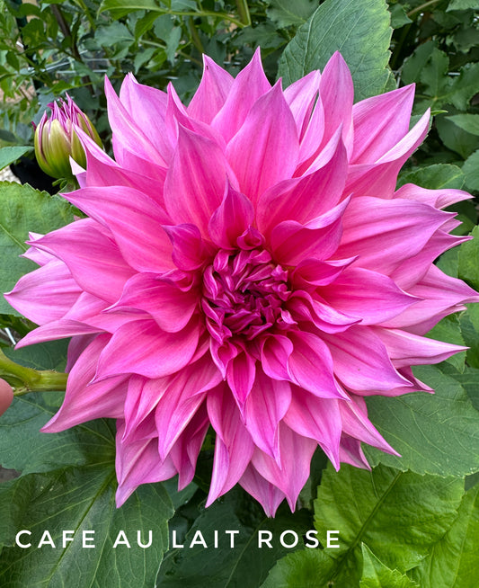 Cafe au Lait Rose