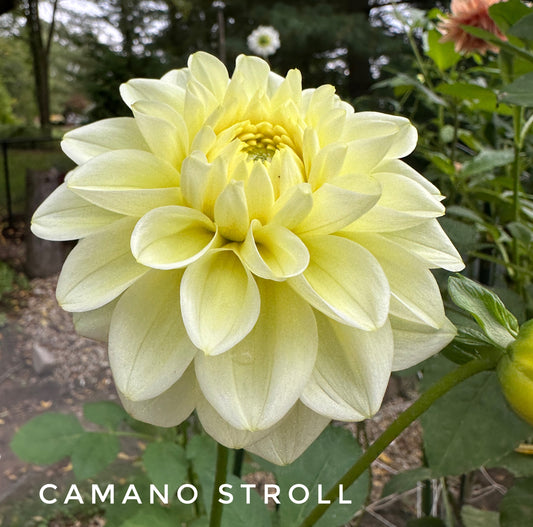 Camano Stroll