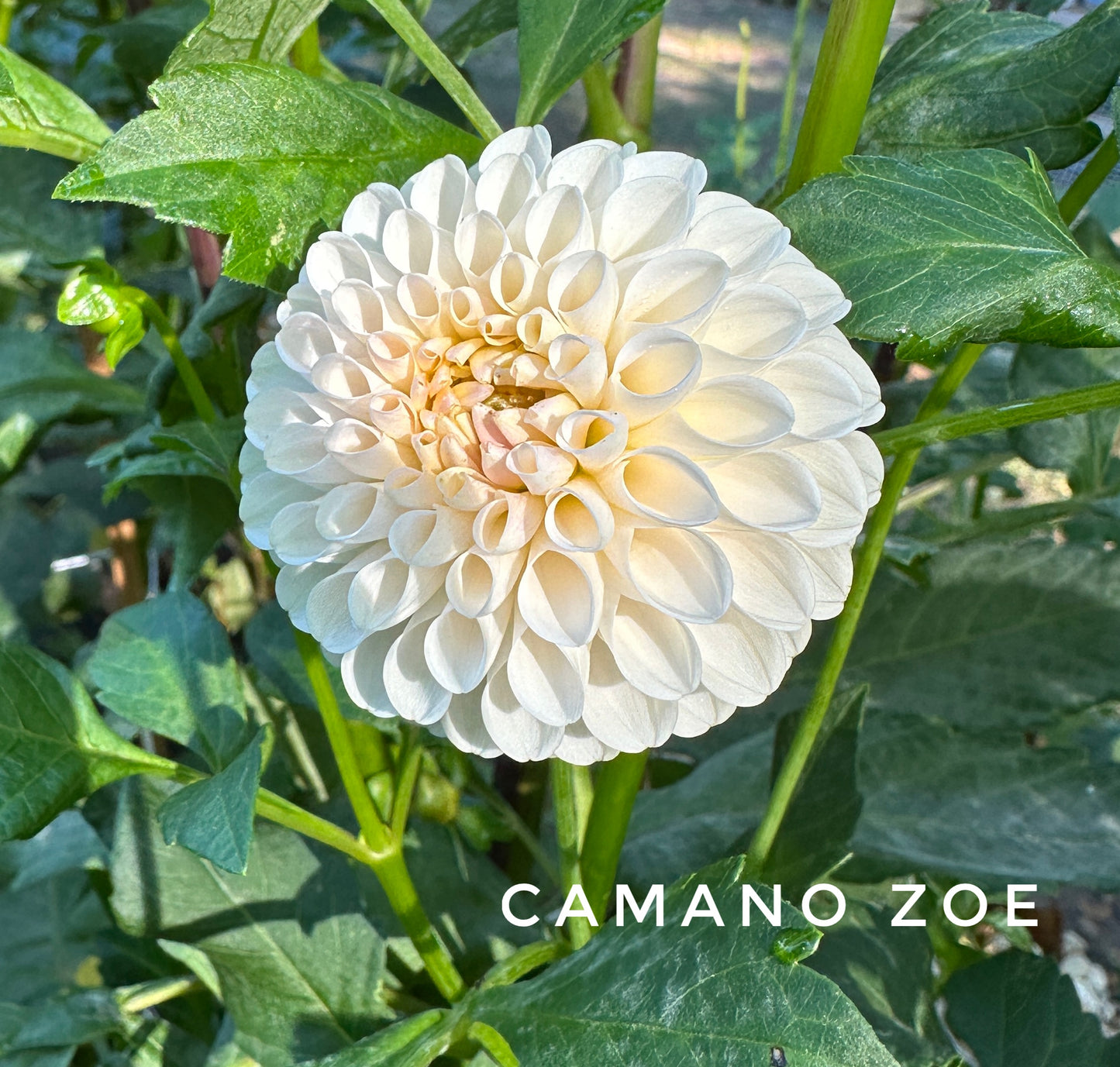 Camano Zoe