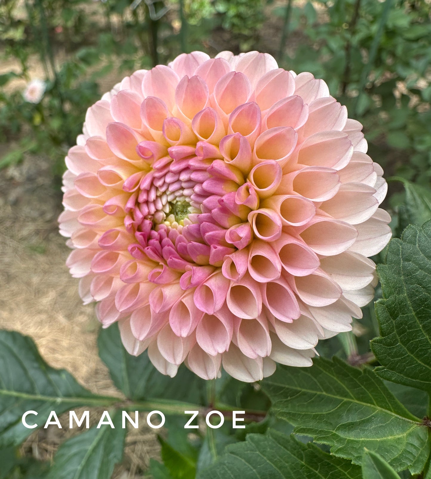 Camano Zoe