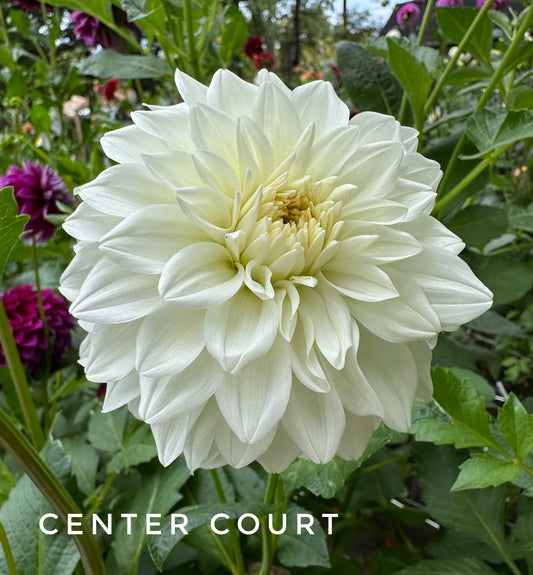 Center Court