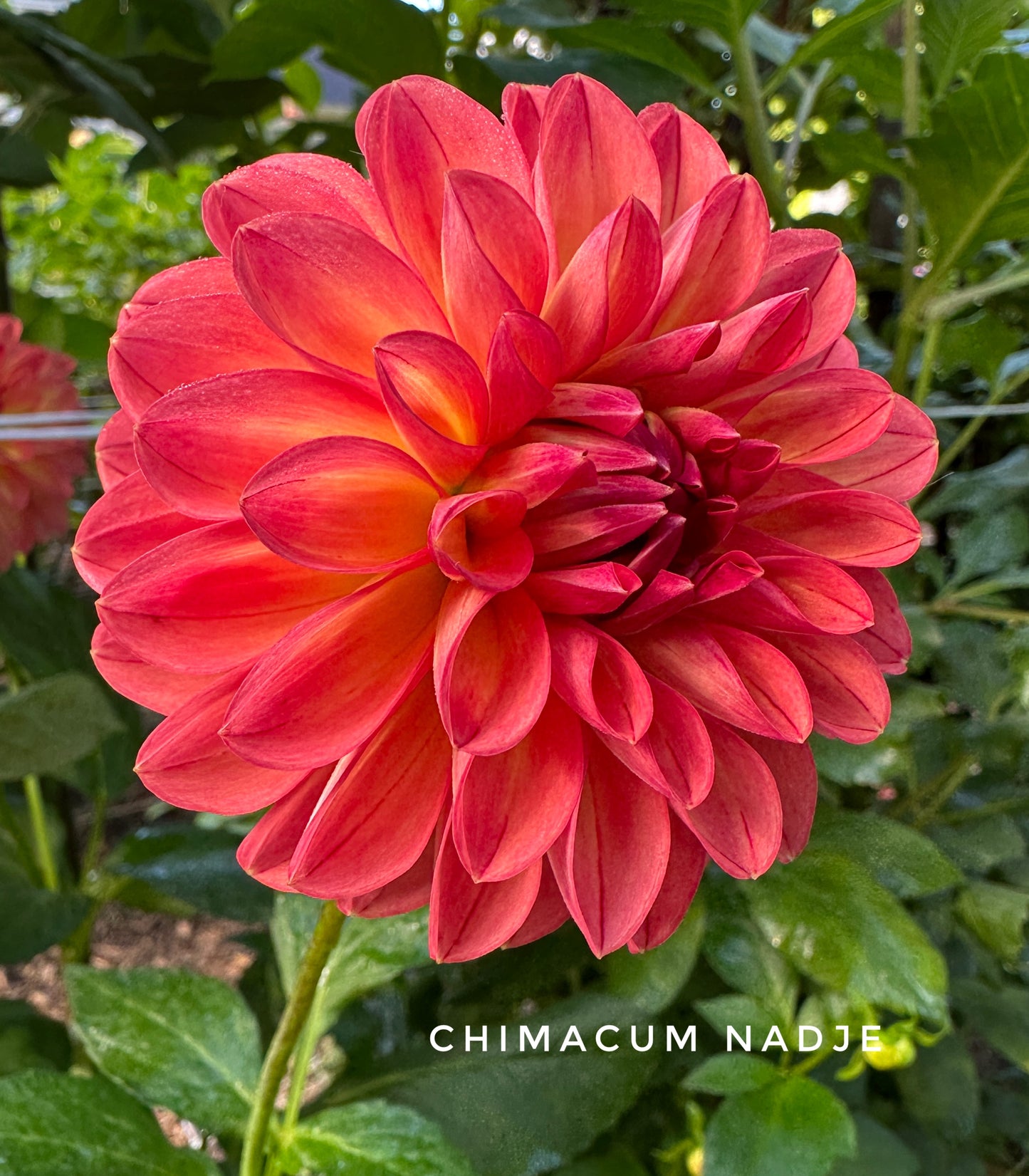 Chimacum Nadjae