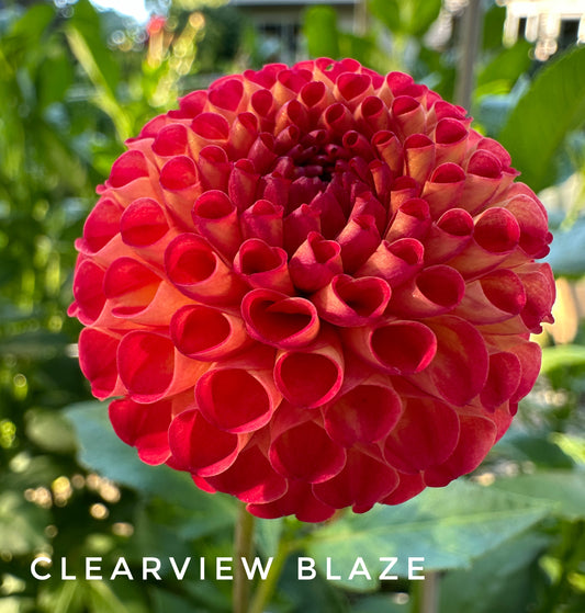 Clearview Blaze