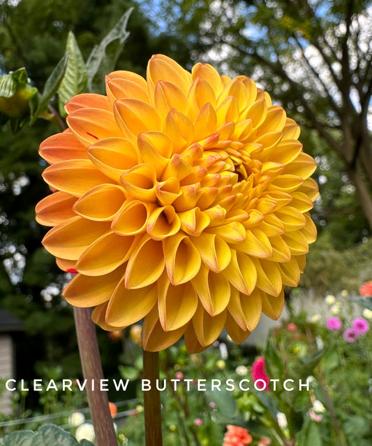 Clearview Butterscotch