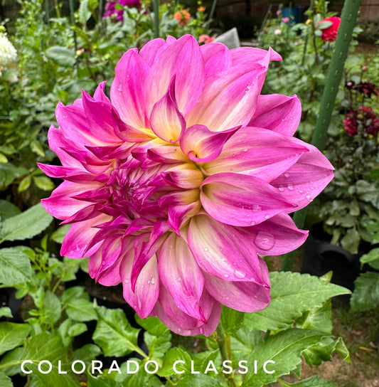 Colorado Classic