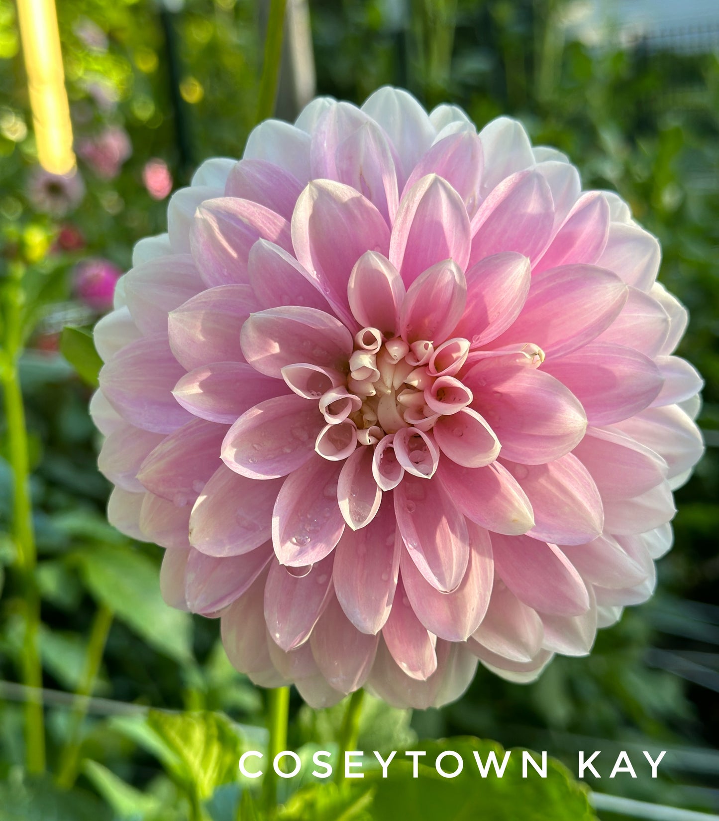 Coseytown Kay