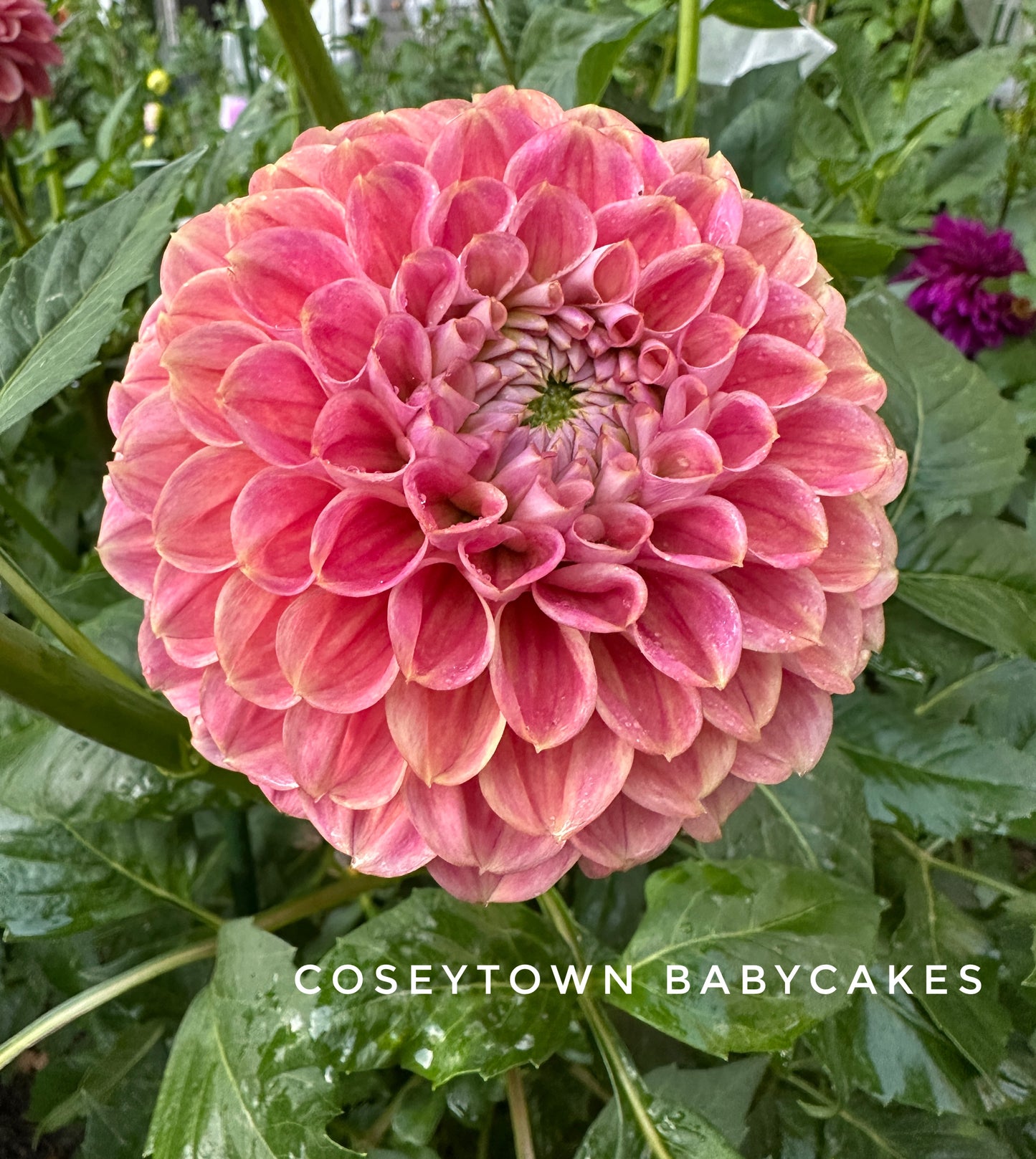 CT Babycakes