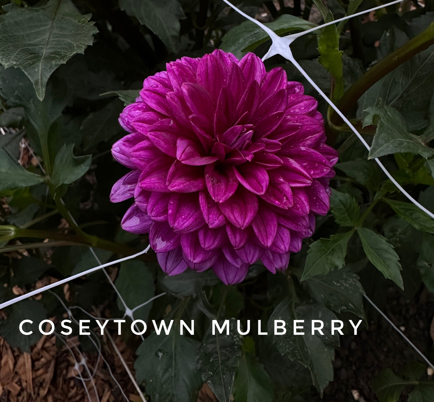 CT Mulberry