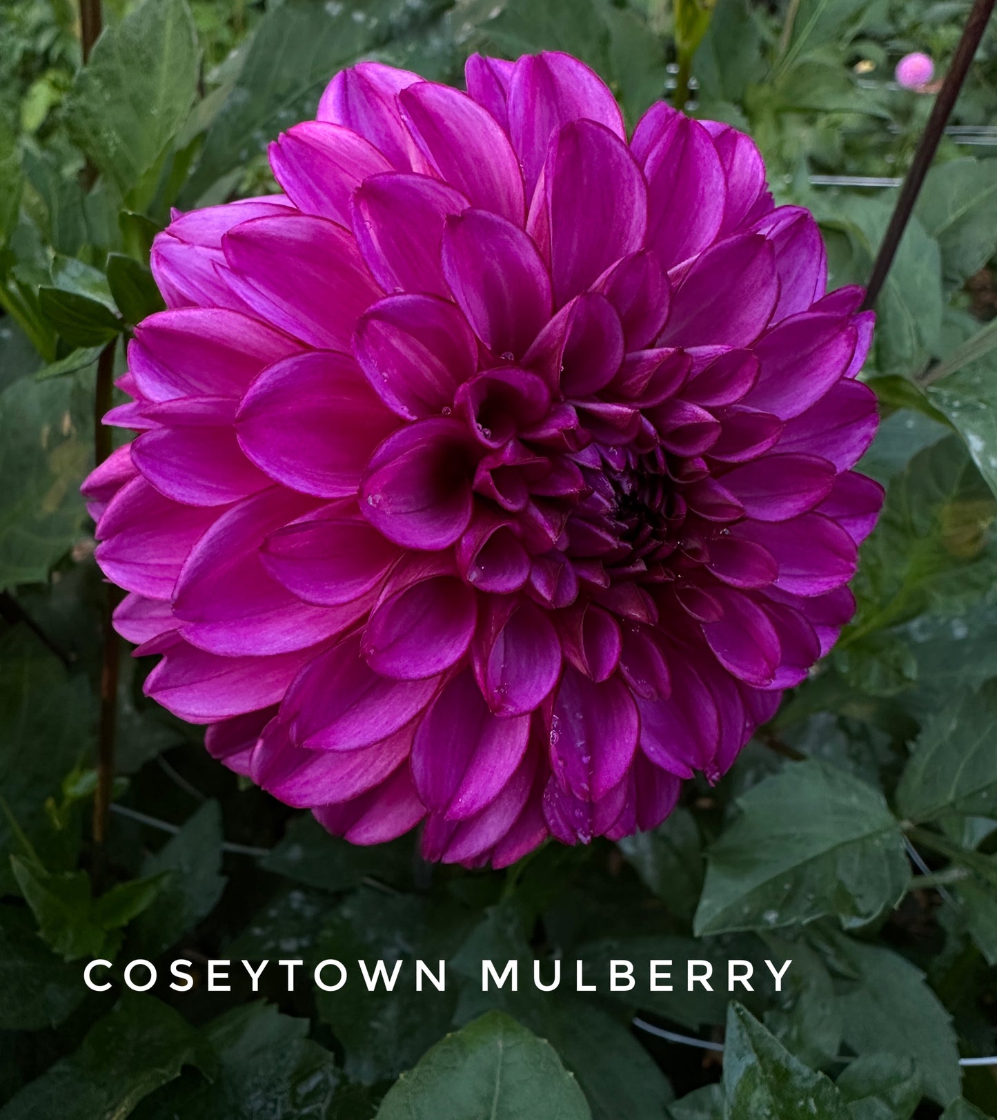 CT Mulberry