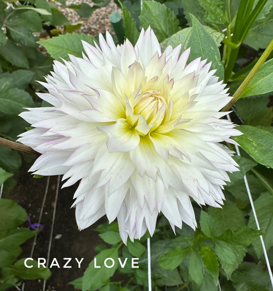 Crazy Love