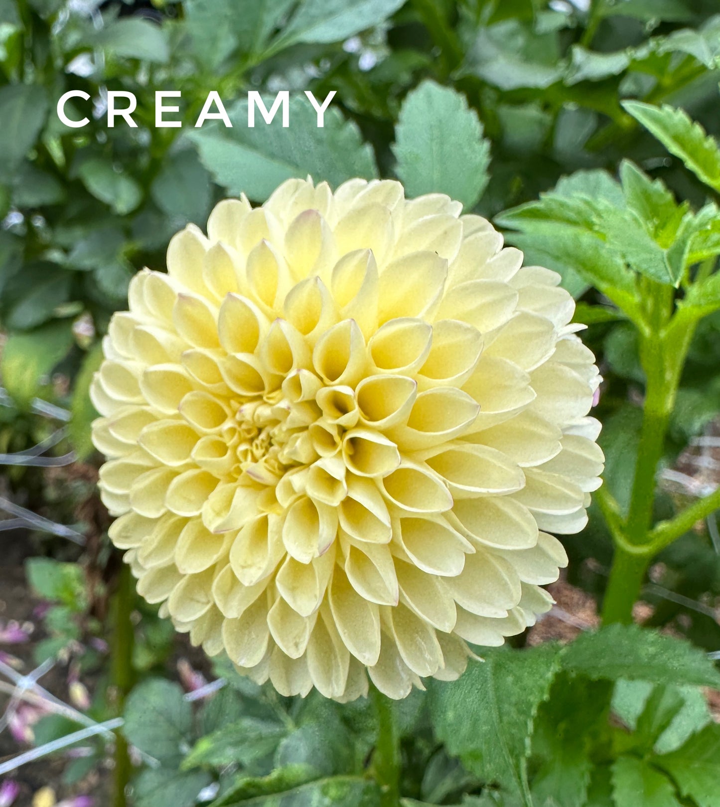 Creamy