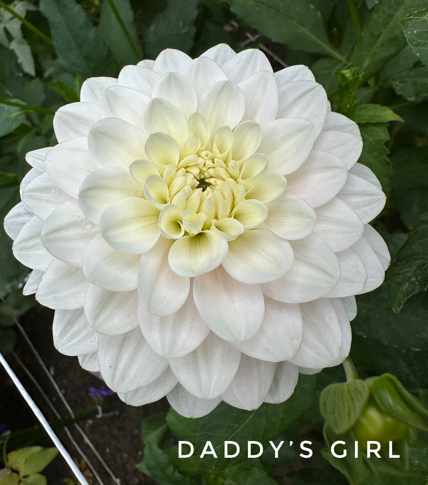 Daddy's Girl