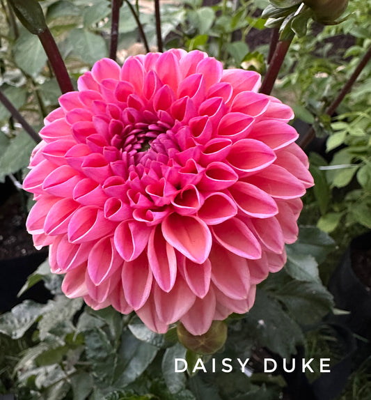 Daisy Duke