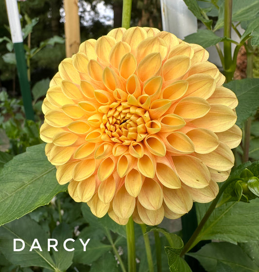 Darcy