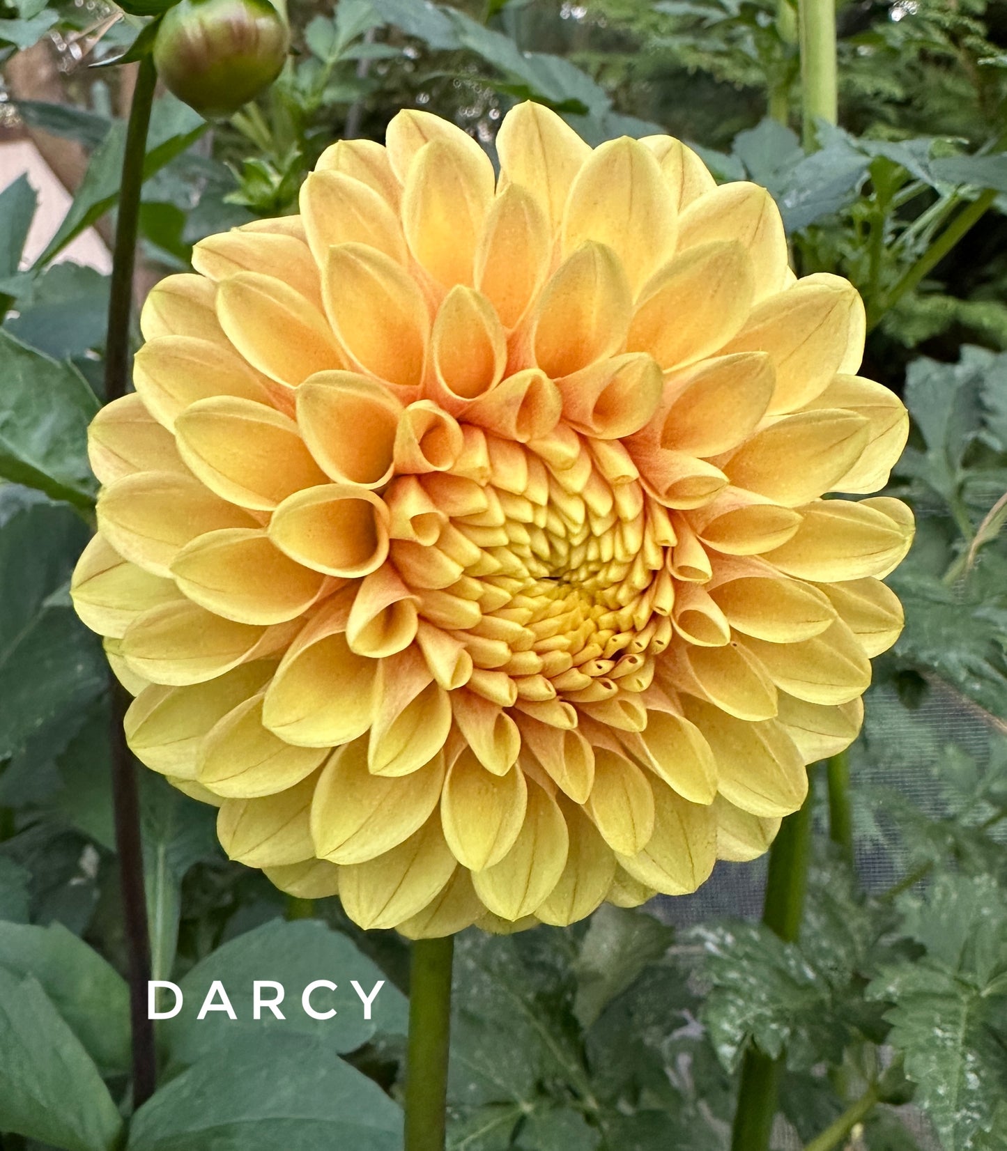 Darcy