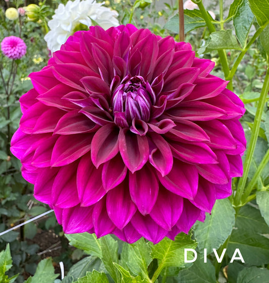 Diva