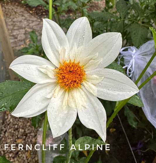 Ferncliff Alpine