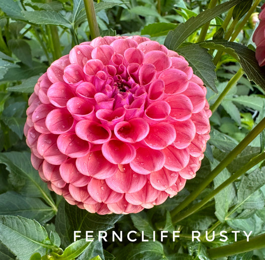 Ferncliff Rusty