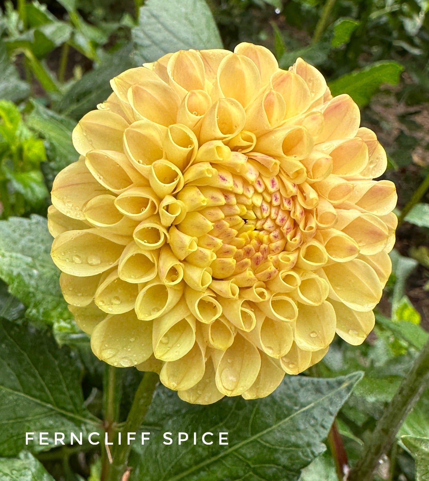 Ferncliff Spice