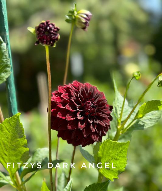 Fitzy's Dark Angel