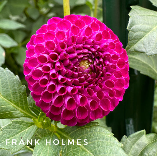 Frank Holmes