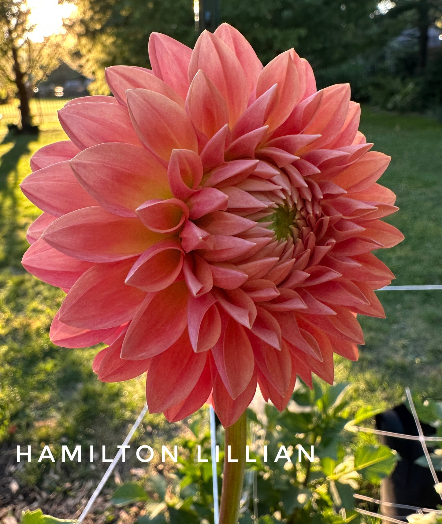 Hamilton Lillian
