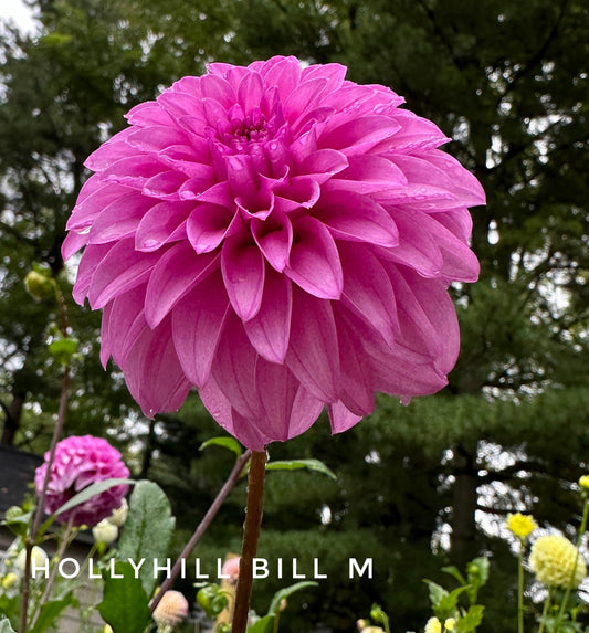 Hollyhill Bill M