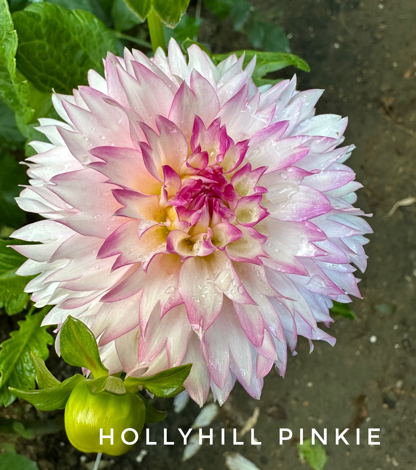 Hollyhill Pinkie
