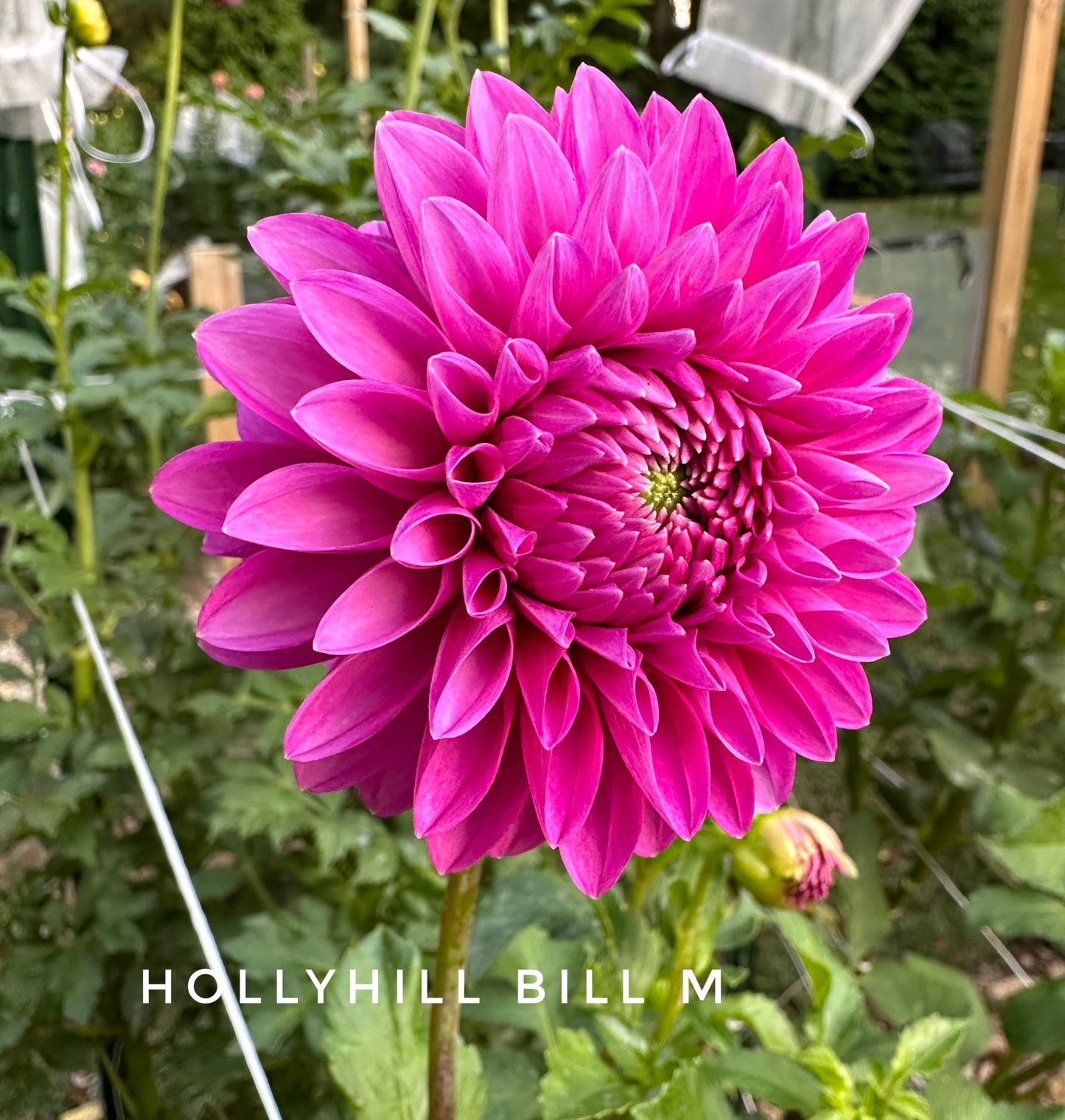 Hollyhill Bill M