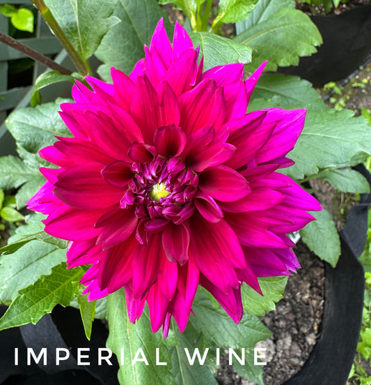Imperial Wine