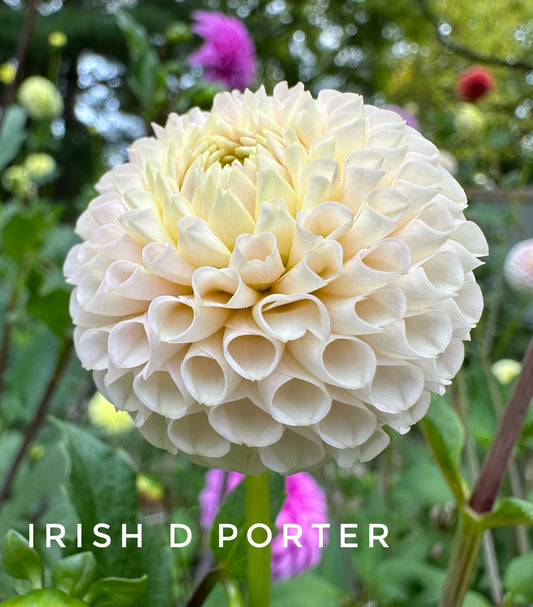 Irish D Porter
