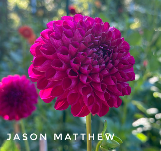 Jason Matthew