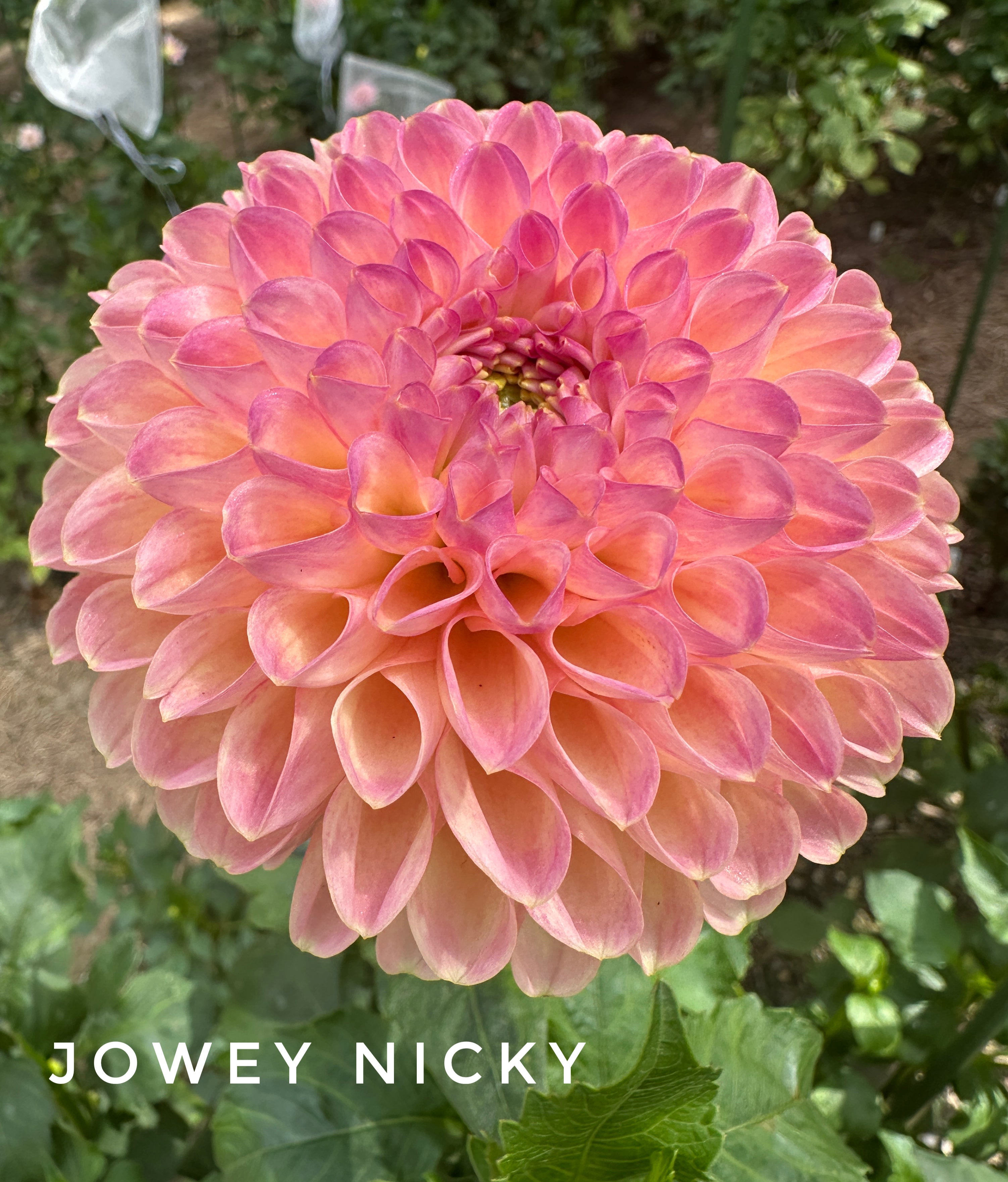 Jowey Nicky – Charles Avenue Flowers