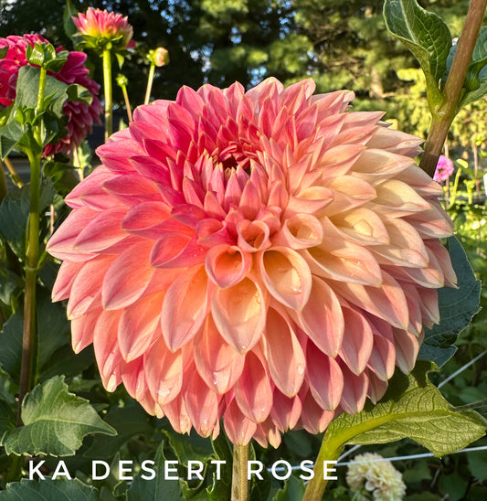 KA's® Desert Rose