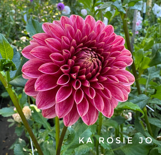 KA's® Rosie Jo