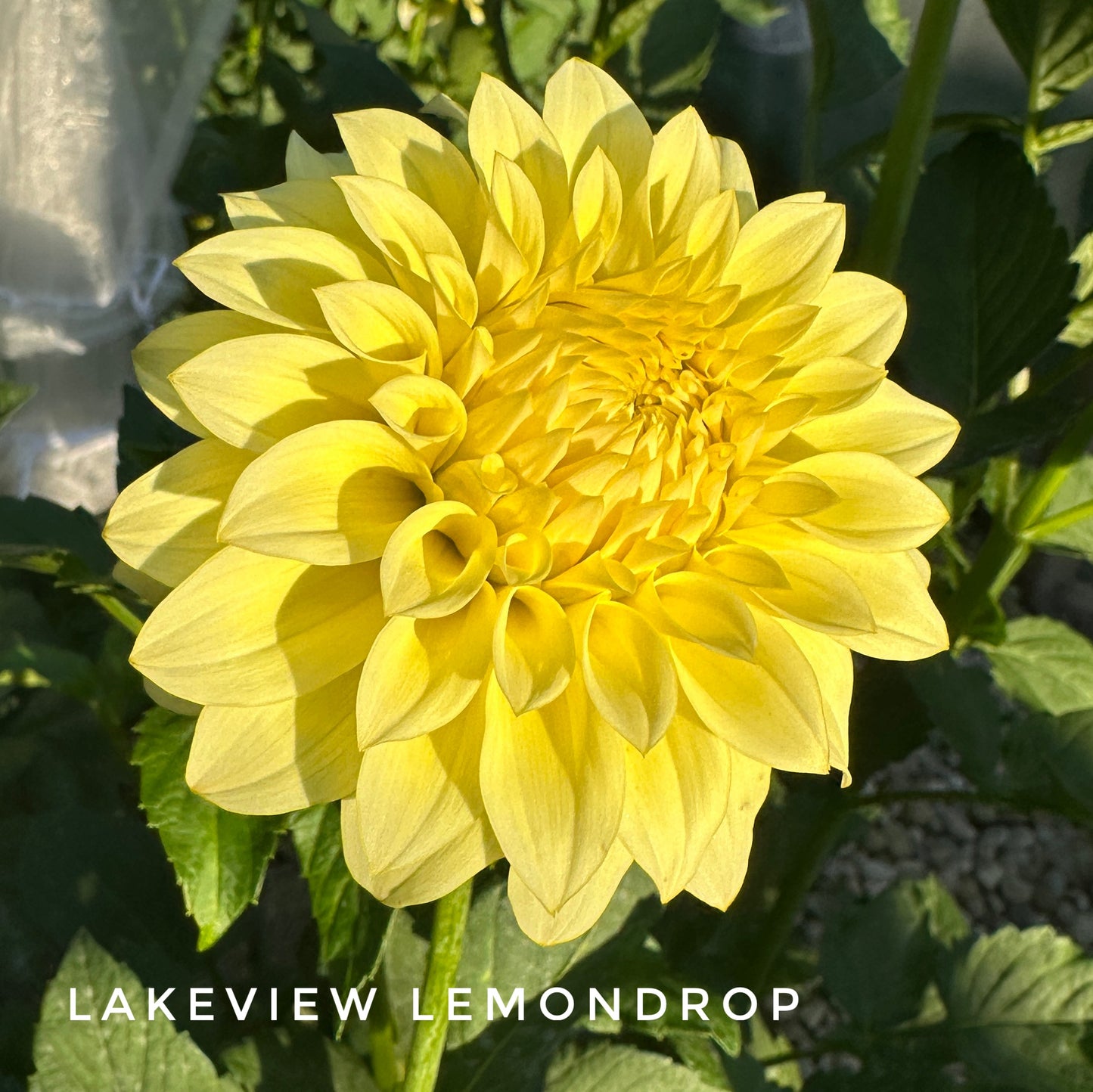 Lakeview Lemon Drop